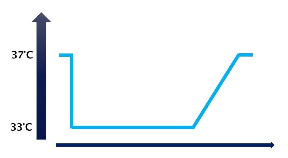 Sie sehen eine Temperaturkurve bei 37 Grad beginnend, abfallend auf 33 Grad und wieder steigend auf 27 Grad Körpertemeperatur